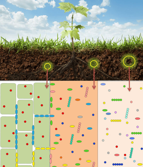 Safeguarding Our Planet: Preserving Microorganisms by Abandoning Pesticides