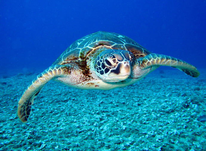 Sea Turtle: Guardians of the Ocean