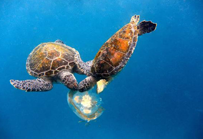 Sea Turtle Diet and Migration: Benefit to Ecosystem