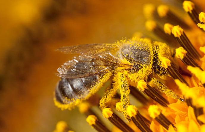 The Buzz About the Bees: The Importance of the Pollinators