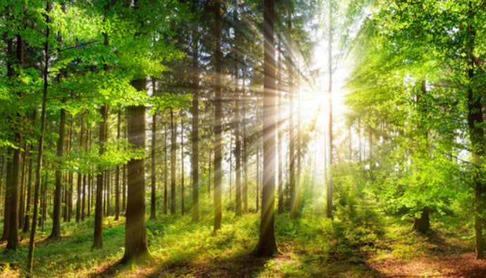 The Healing Power of Forest Bathing: Nature’s Therapy