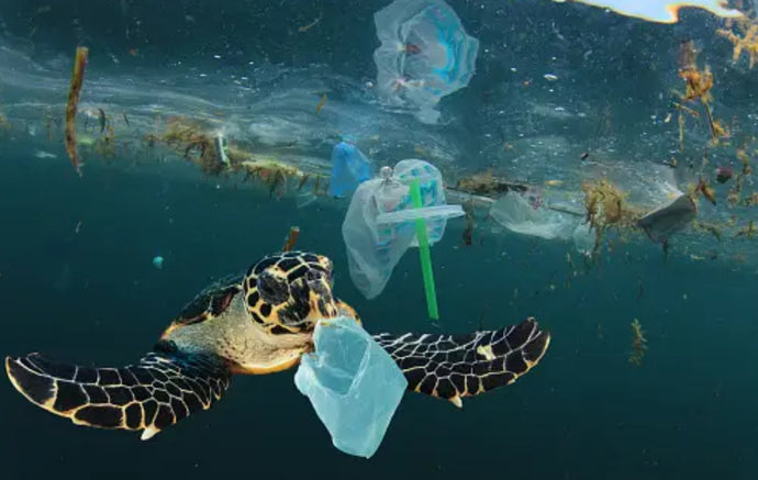 Sustaining Our Seas: The Urgency for Ocean Conservation