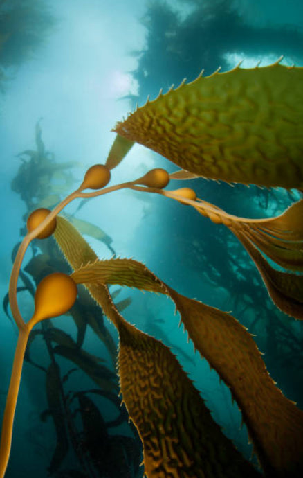 The Health of the Ocean, the Health of Humanity, the Health of the Planet