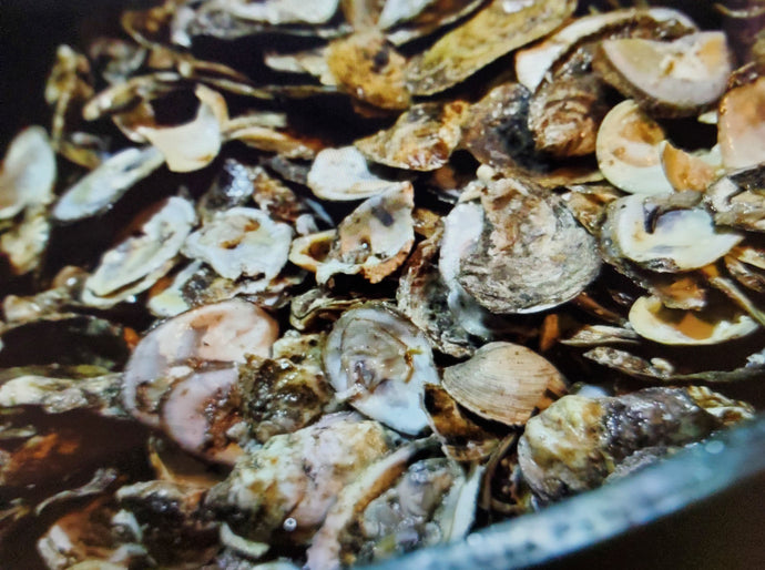 Can Oysters Save the Bay?